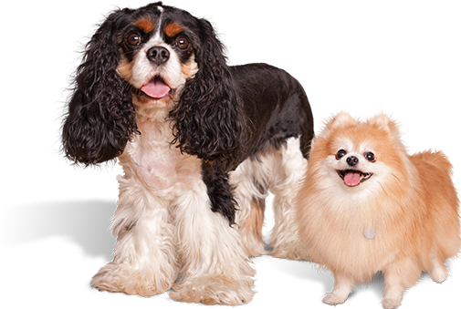 Two small breed dogs