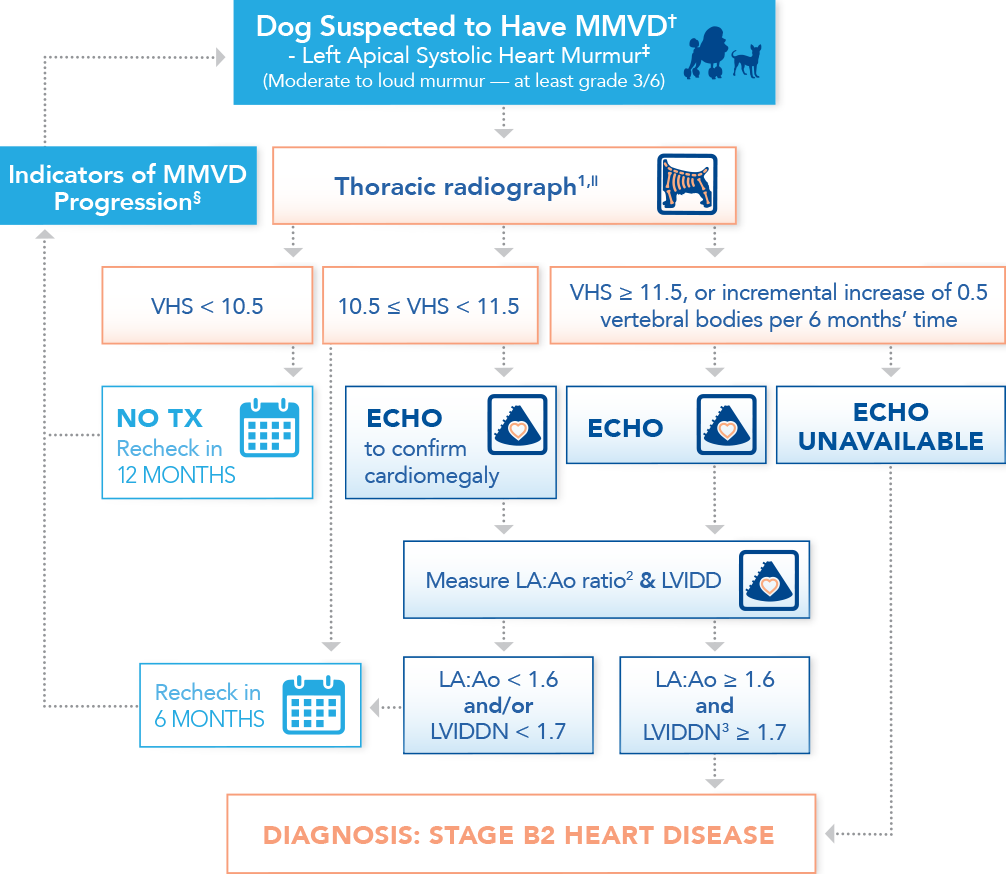 Algorithm for diagnosing preclinical myxomatous mitral valve disease